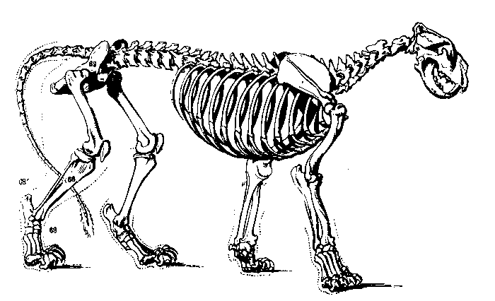 skeleton clipart lion
