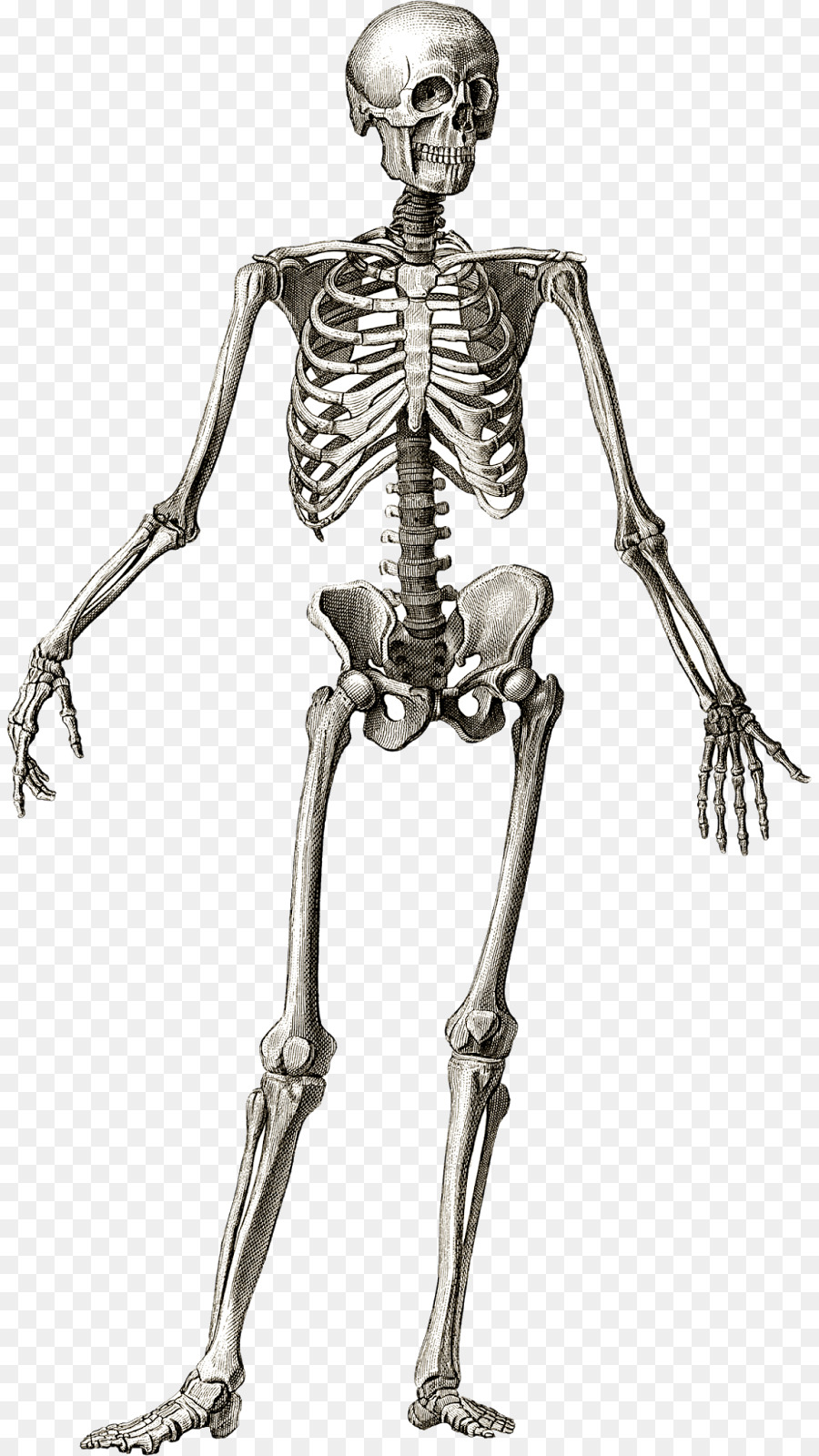skeleton clipart muscle bone