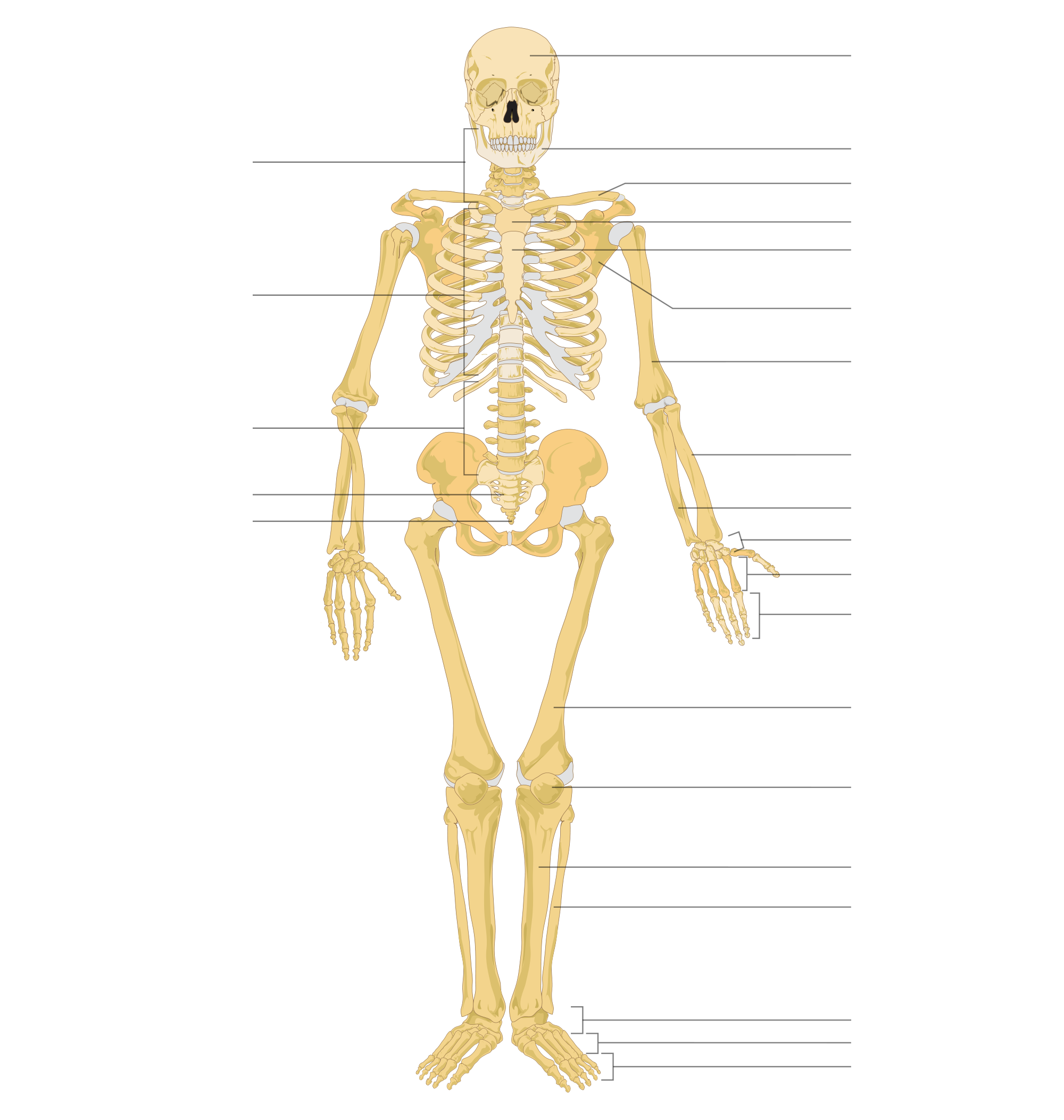 skeleton clipart musculoskeletal system