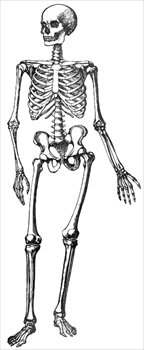 skeleton clipart simple