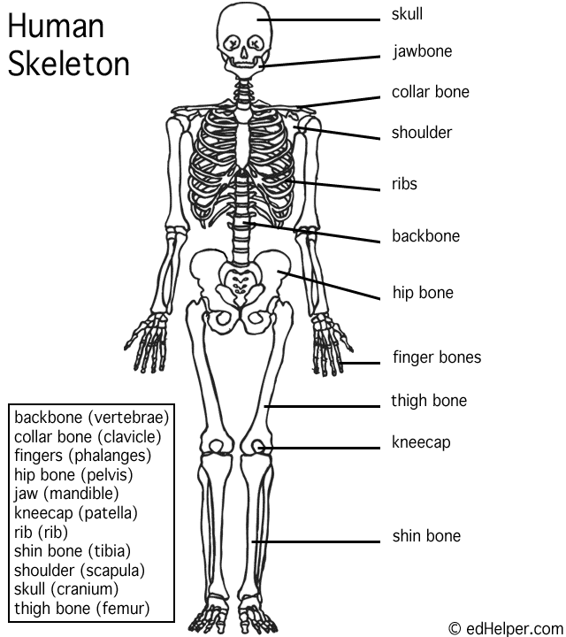 Skeleton clipart skeleton diagram. Human with labels date
