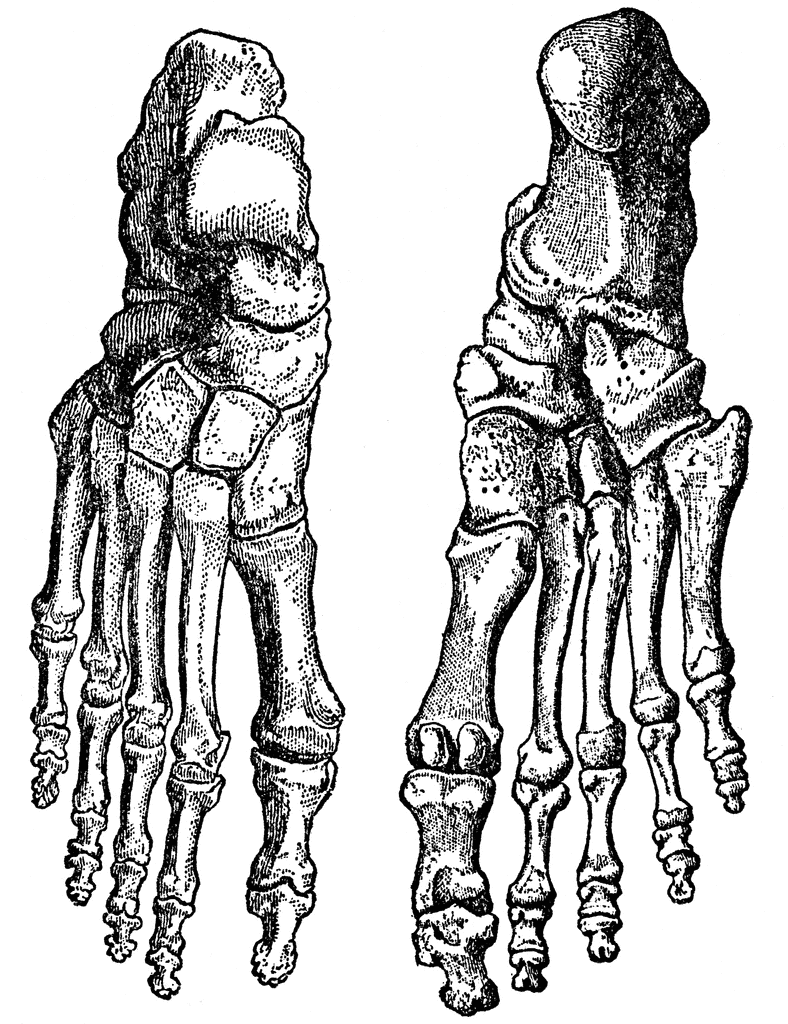skeleton clipart skeleton foot