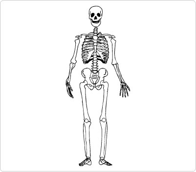 skeleton clipart skeleton neck