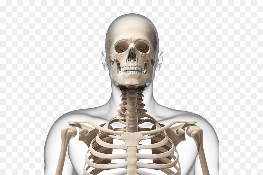 skeleton clipart skeleton neck