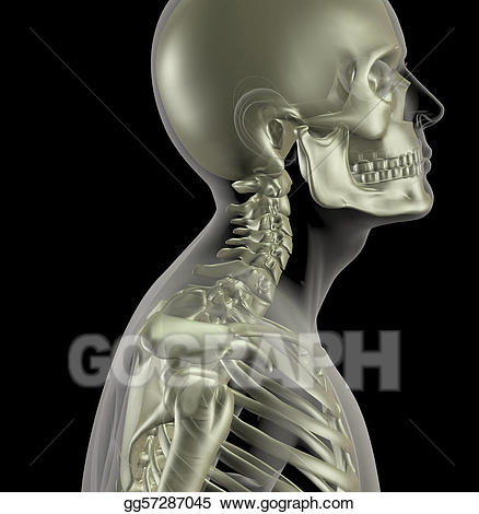 Skeleton clipart skeleton neck. Stock illustration male with