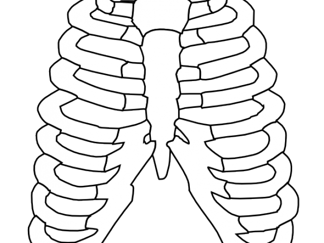 skeleton clipart skeleton rib