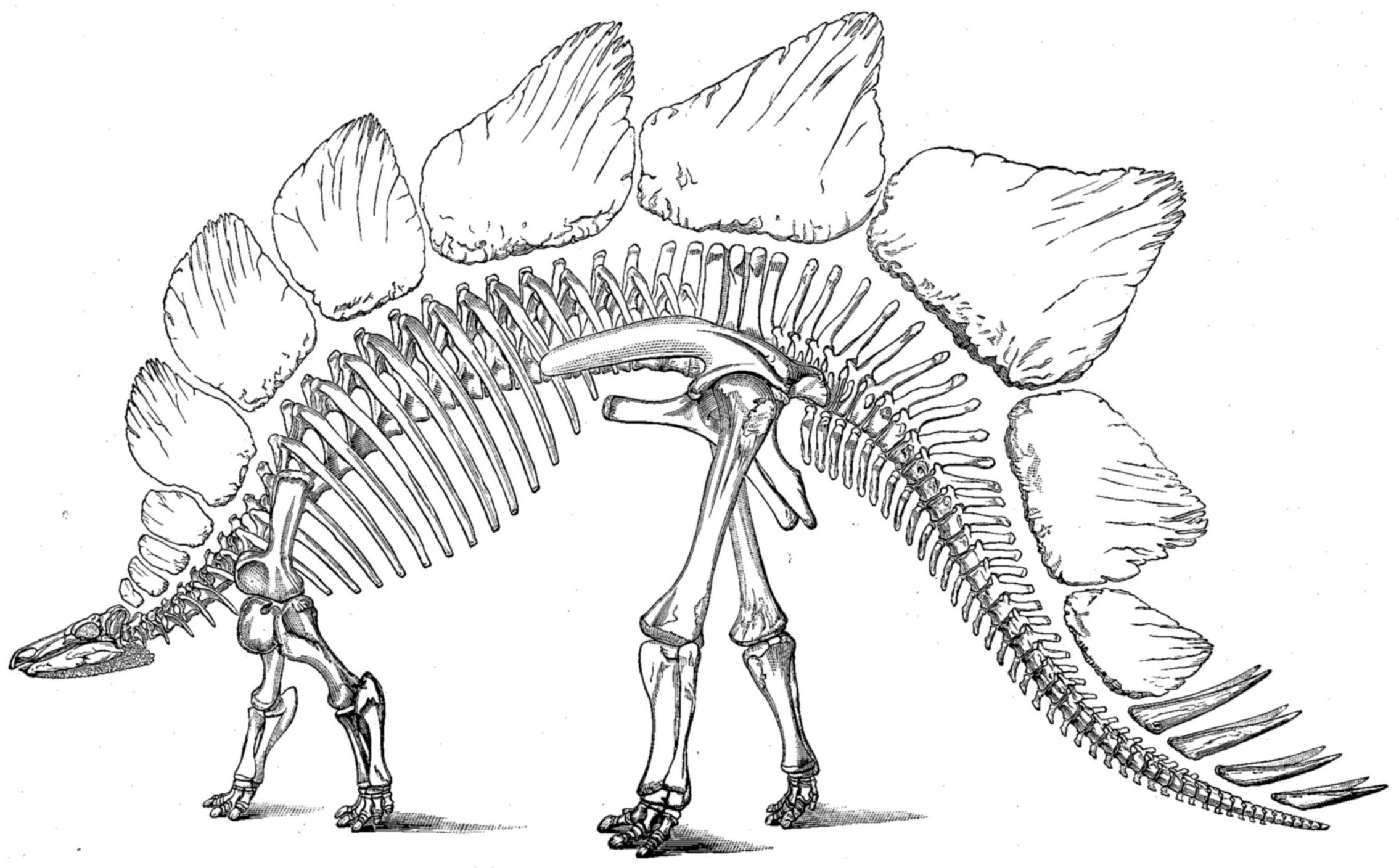 skeleton clipart stegosaurus
