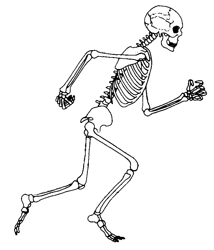 skeleton clipart tap dancing clipart, transparent - 9.95Kb 682x797.