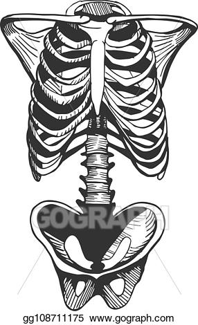skeleton clipart torso