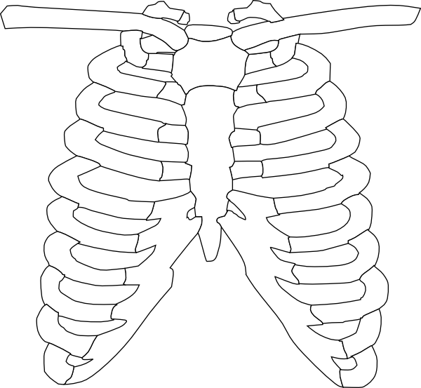 Skeleton Clipart Torso Skeleton Torso Transparent Free For Download On Webstockreview 2020 - roblox torso transparent