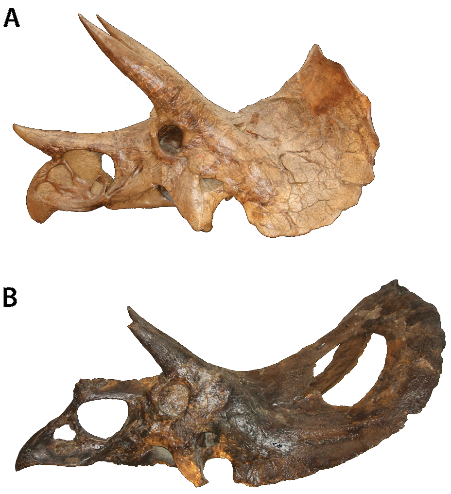 skeleton clipart triceratops