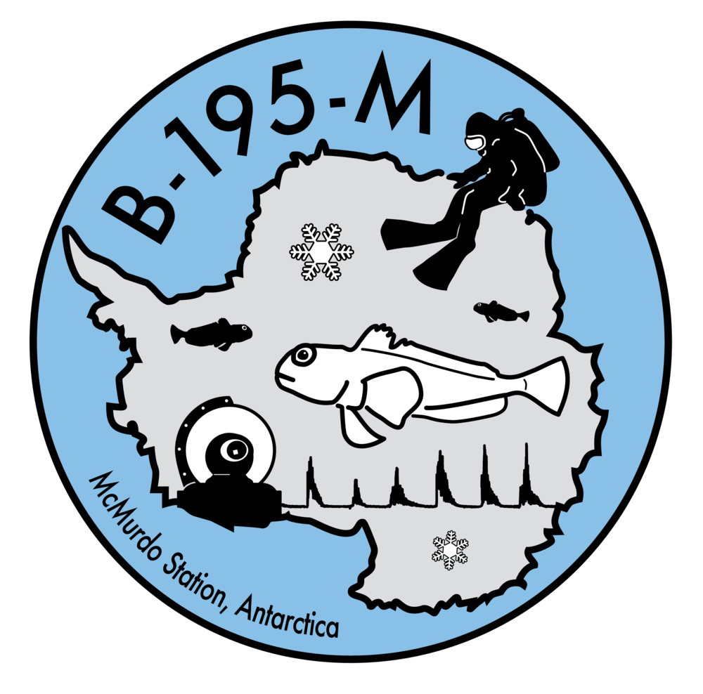 skiing clipart animal antarctic