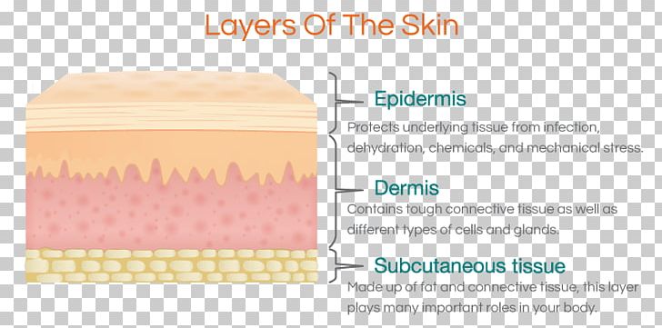 skin clipart epidermis