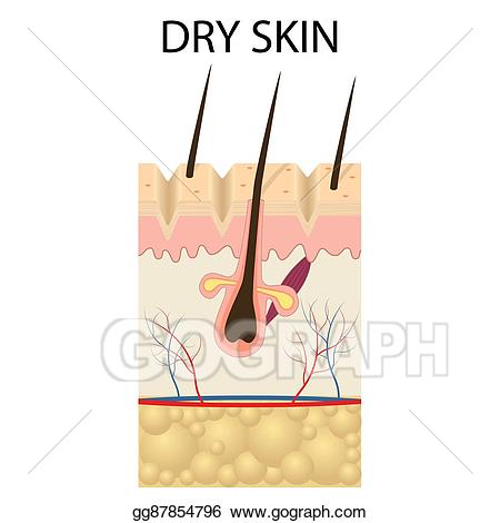 Vector art of the. Skin clipart illustration