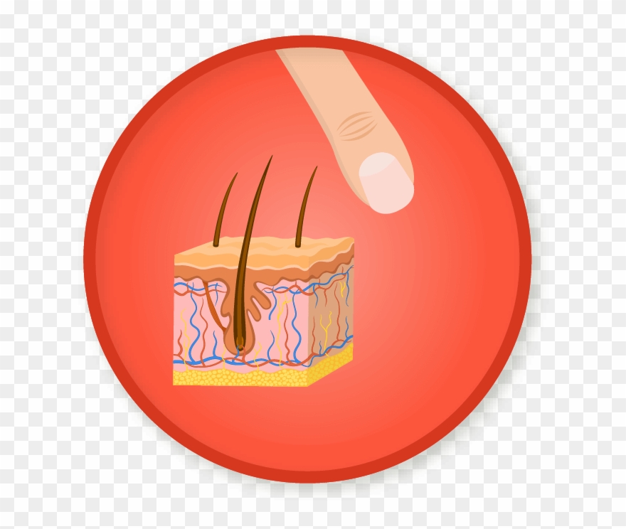skin clipart integumentary system
