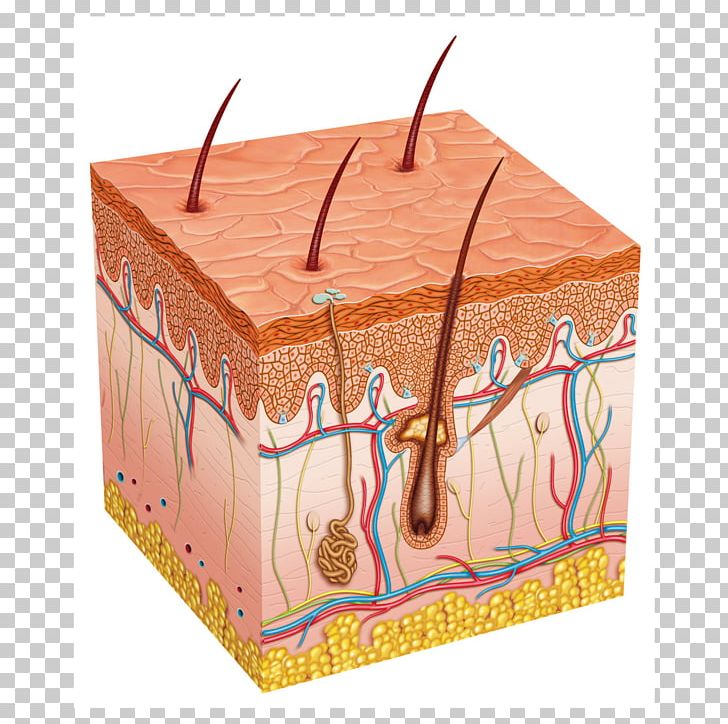 skin clipart integumentary system