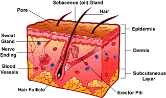 skin clipart part skin