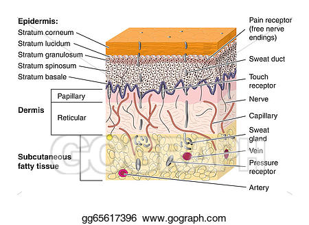 Vector cross section illustration. Skin clipart receptor