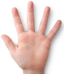 Of touch png transparent. Skin clipart sense organ