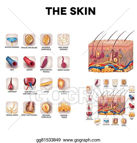 skin clipart skin anatomy