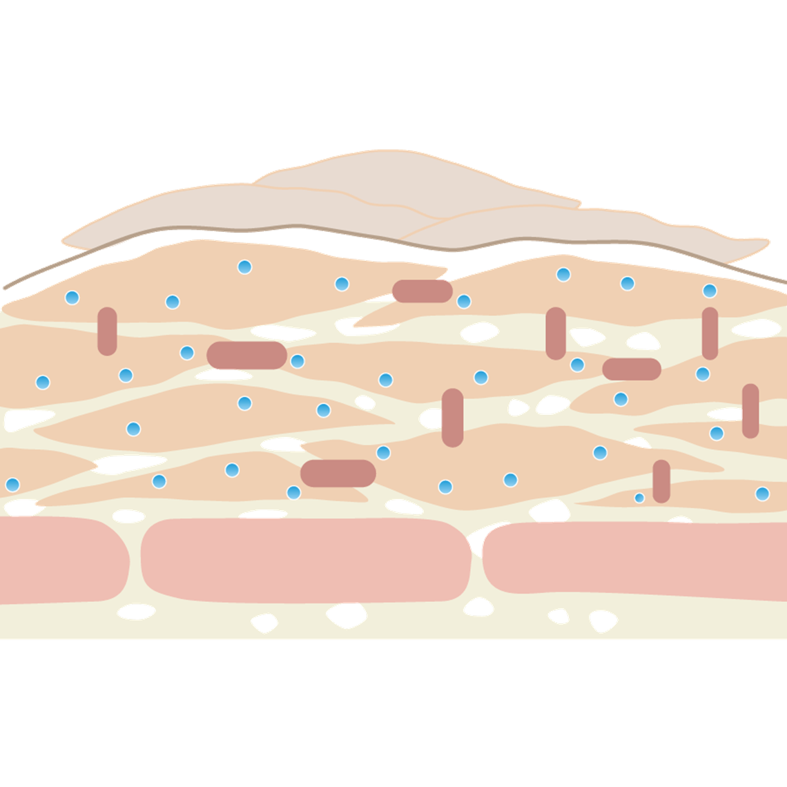 skin clipart skin cell