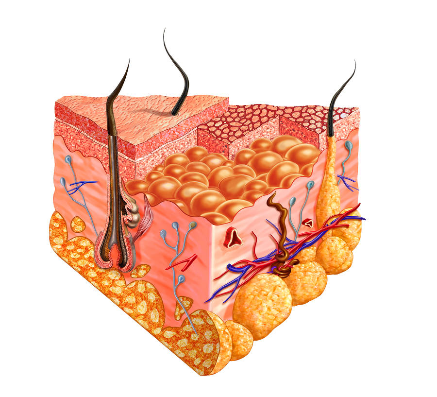skin clipart skin cell