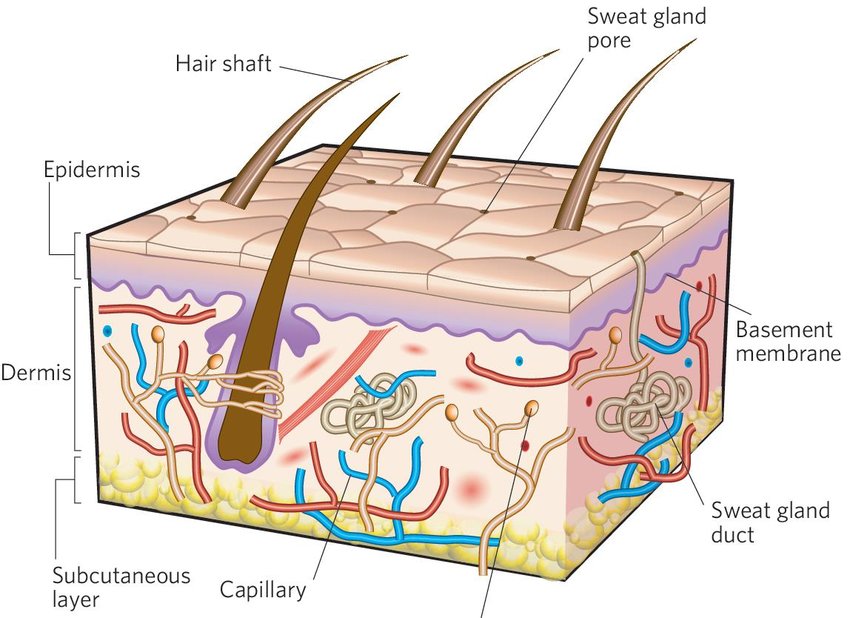 The structure of is. Skin clipart skin layer