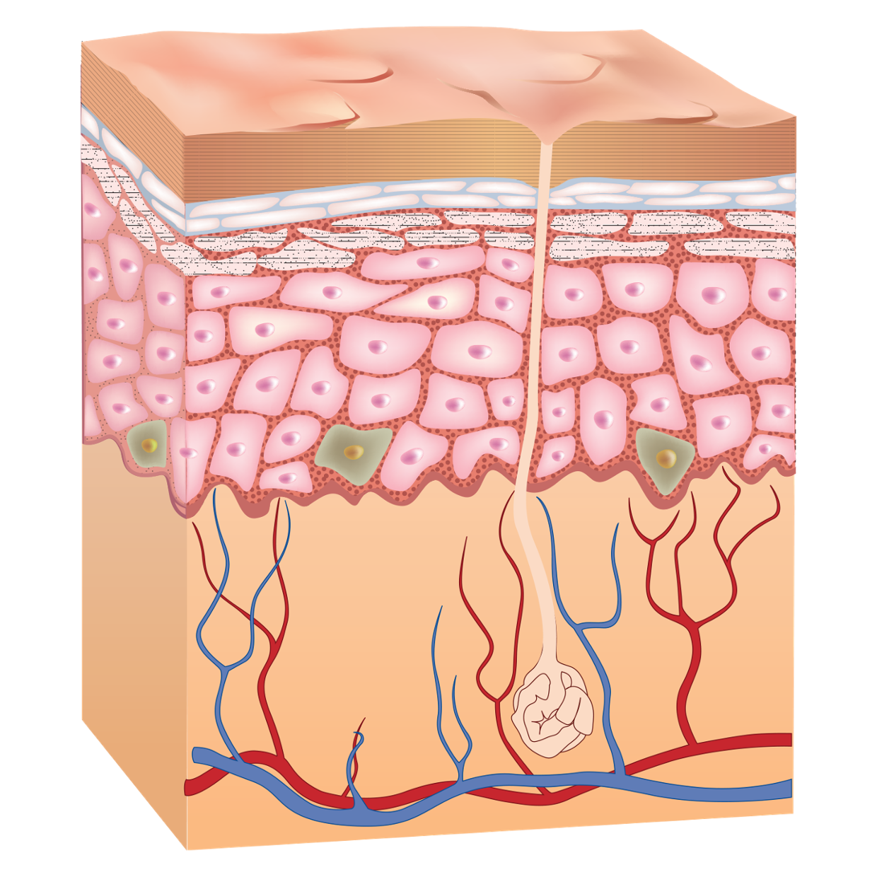 skin clipart skin layer