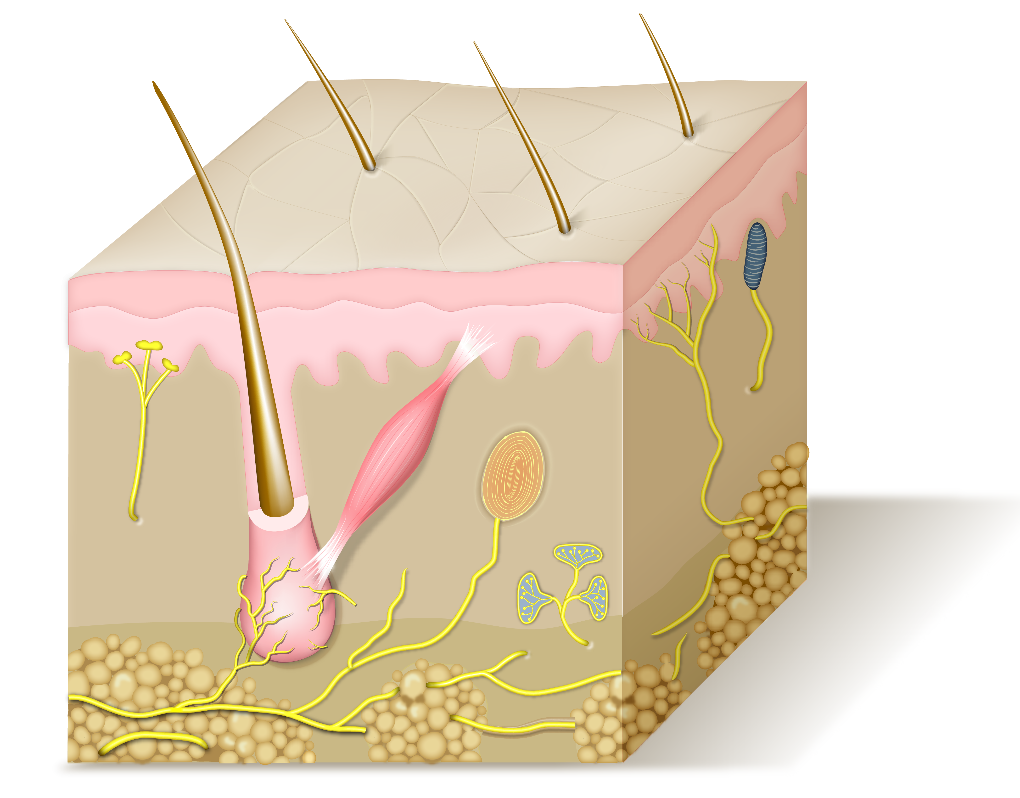 Skin clipart skin structure. Alexandra gordon medical illustration