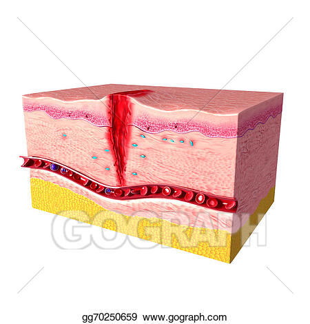Skin clipart skin tissue. Stock illustrations repair on