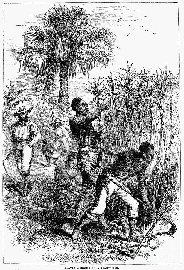 slavery clipart sugar plantation
