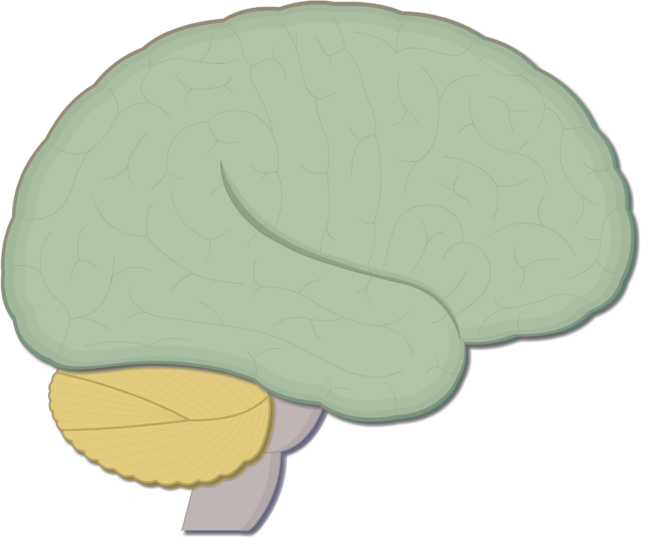 smart clipart brain