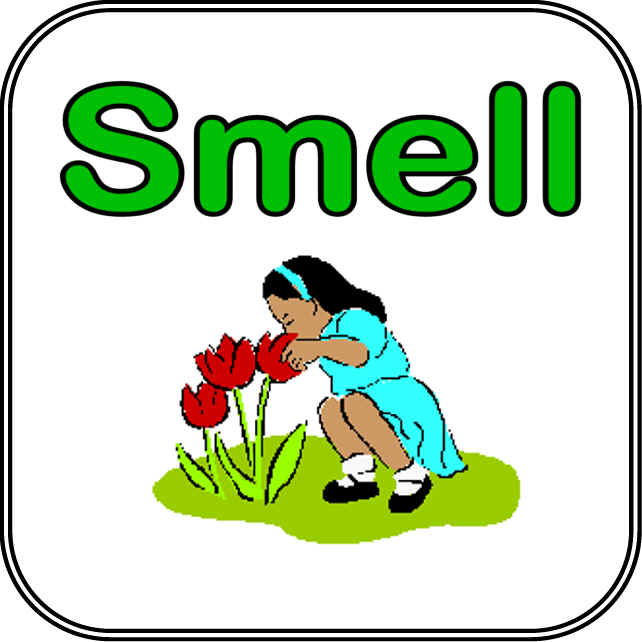 Sense of organs . Smell clipart sensation
