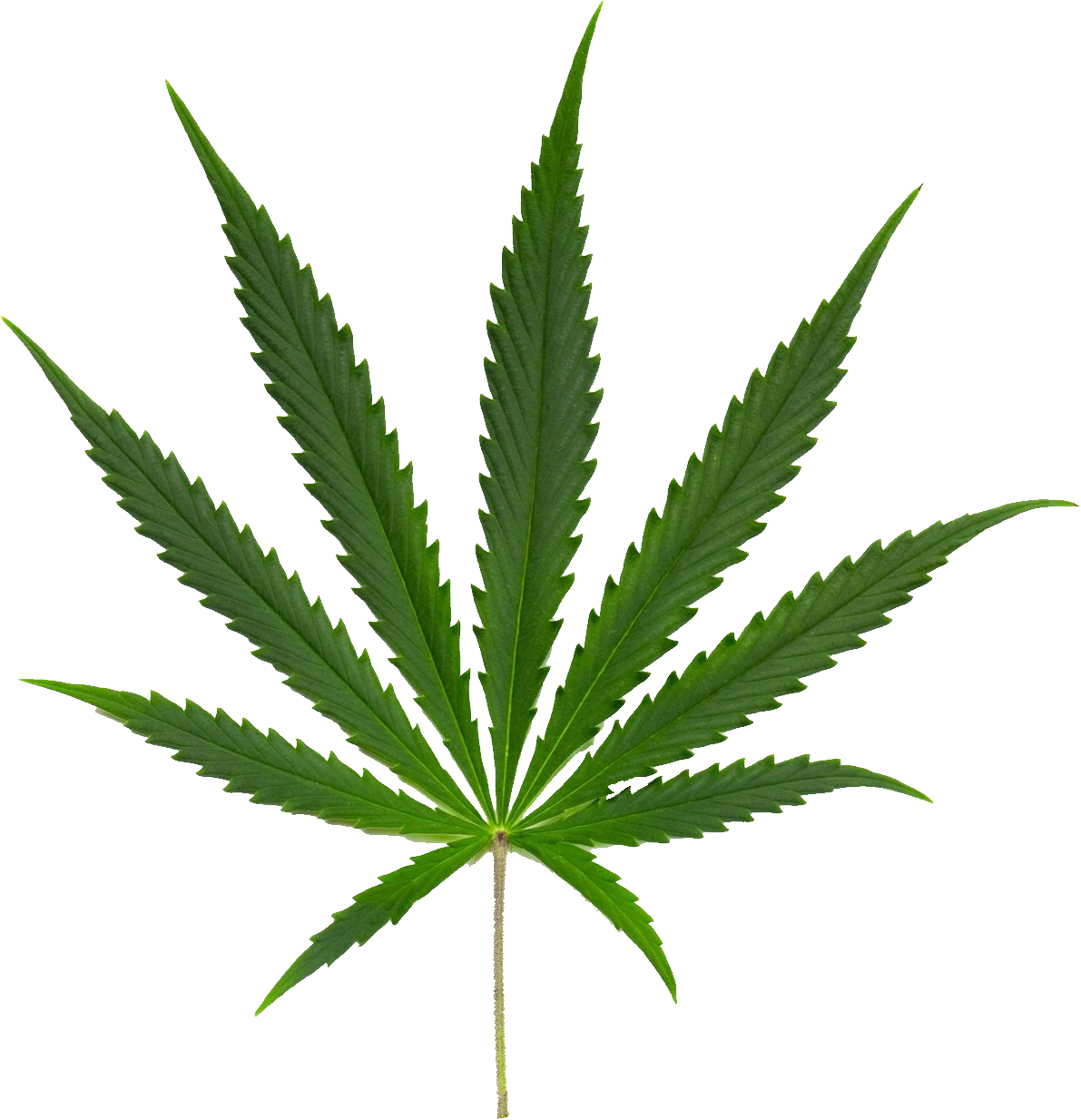 Cannabis image purepng free. Smoke weed png