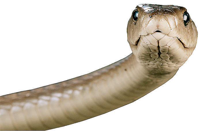 snake clipart brown snake
