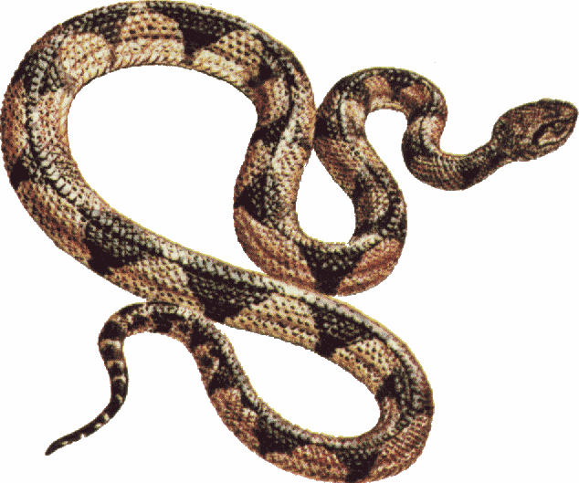snake clipart gopher snake