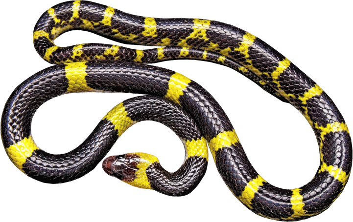 Snake clipart king snake. Yellow and black medium