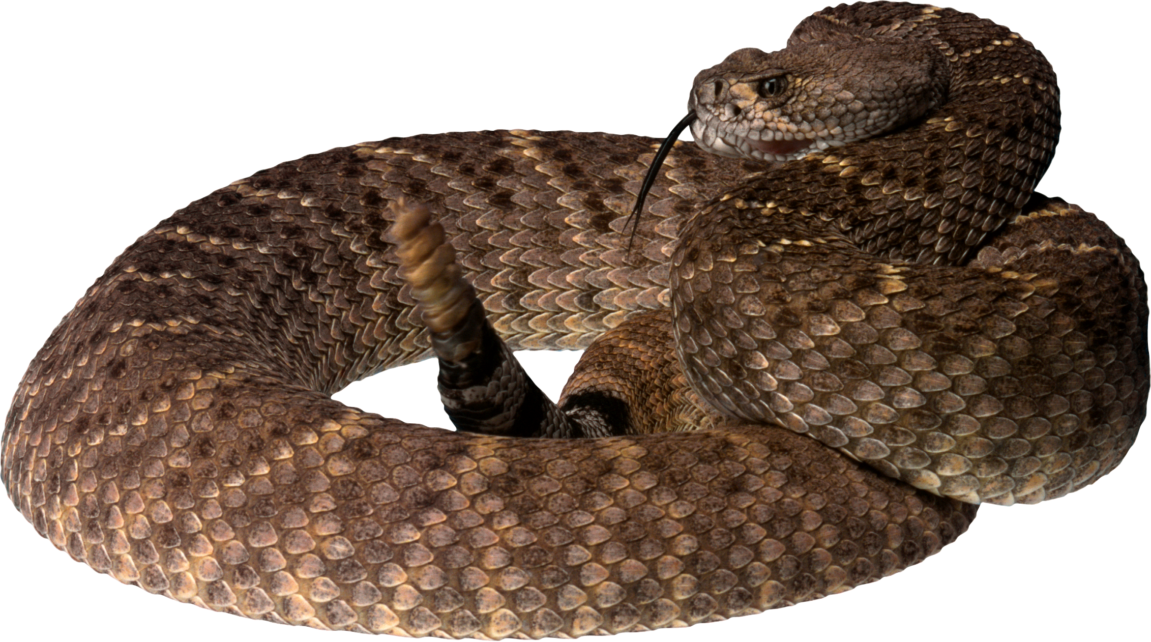 snake clipart rattlesnake