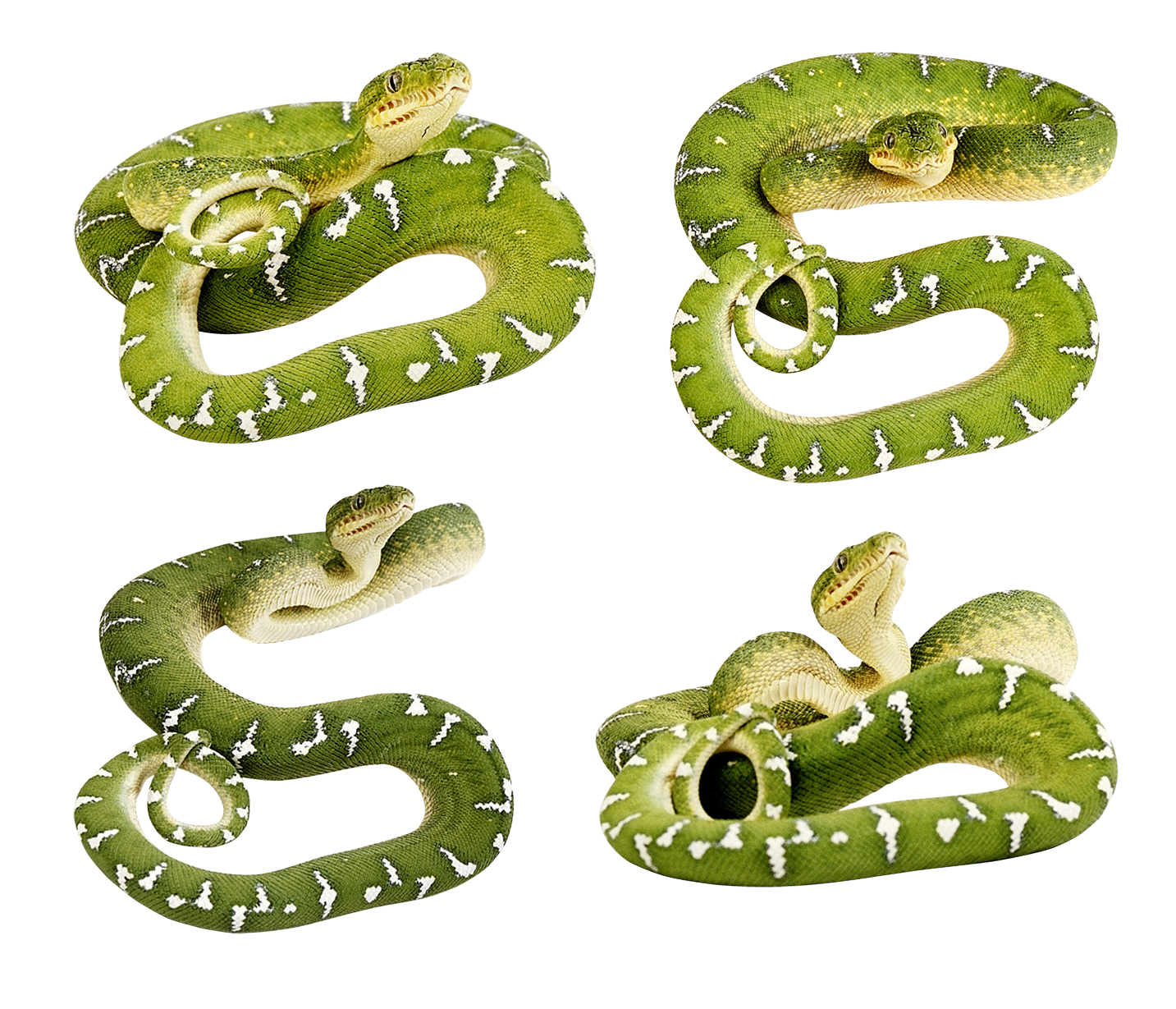 Snake clipart sea snake. Green snakes png image