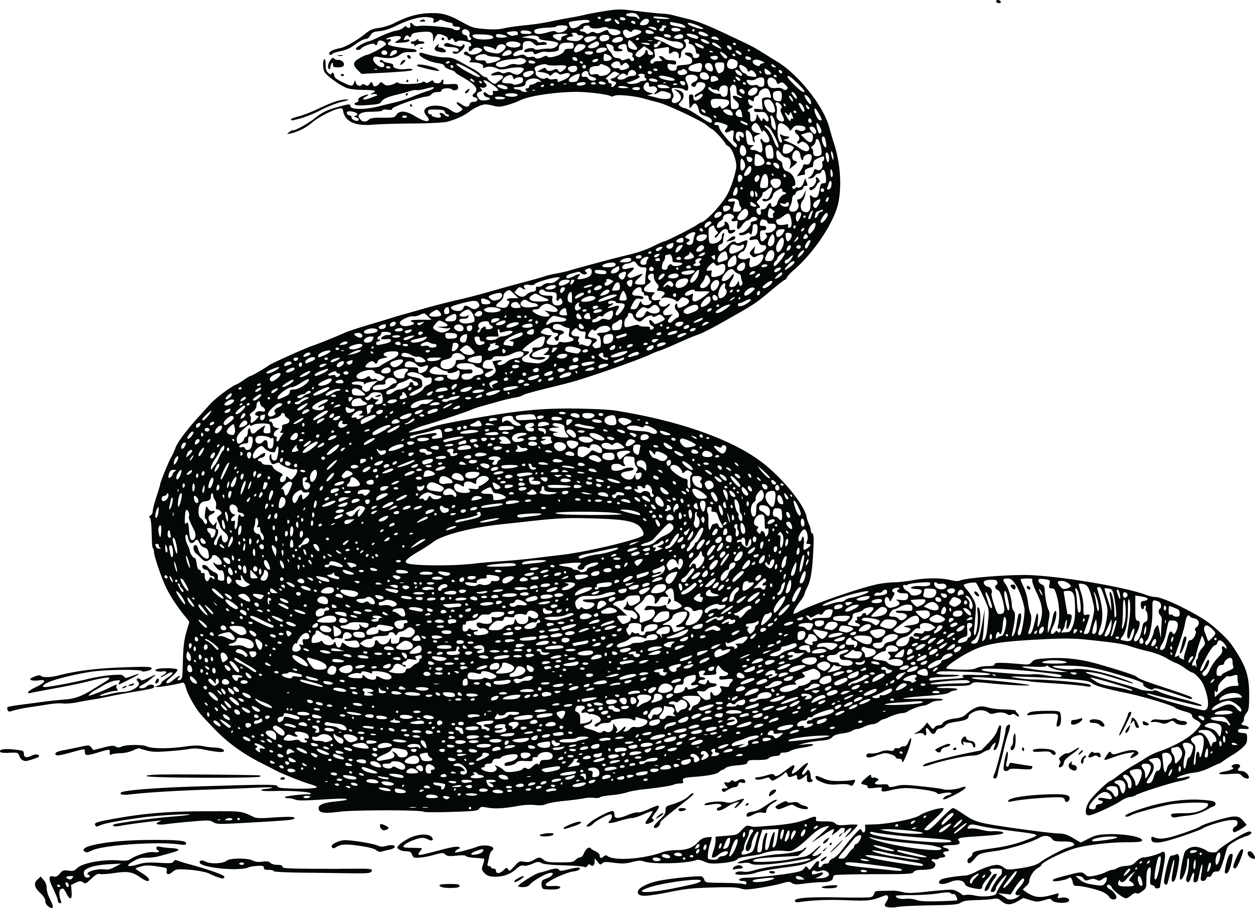 Rattlesnake grass frames illustrations. Snake clipart simple