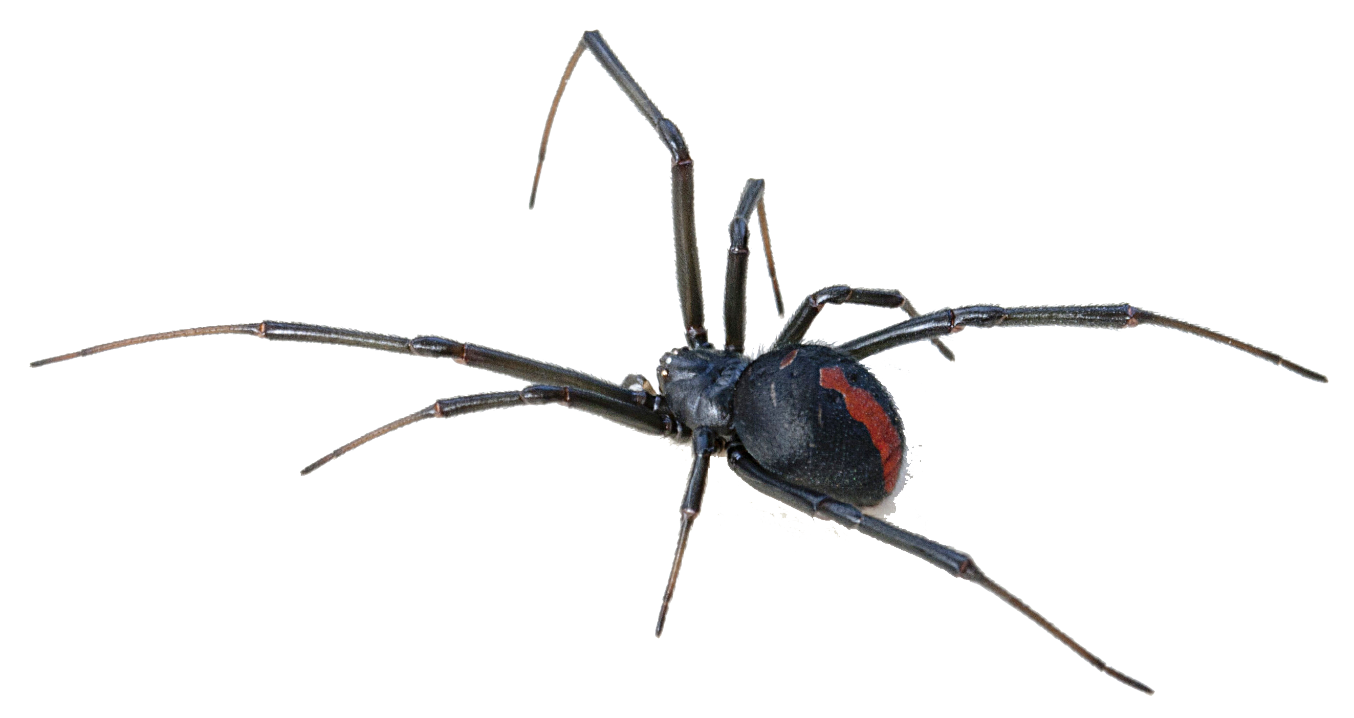 spider clipart black widow spider