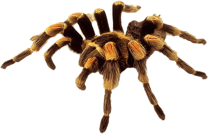 spider clipart brown recluse
