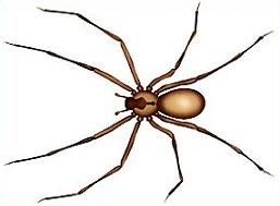 spider clipart brown recluse