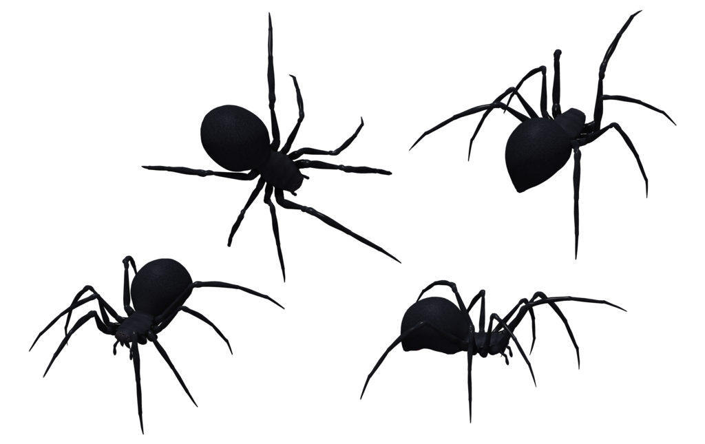 Spider clipart invertebrate animal. Black widow set by