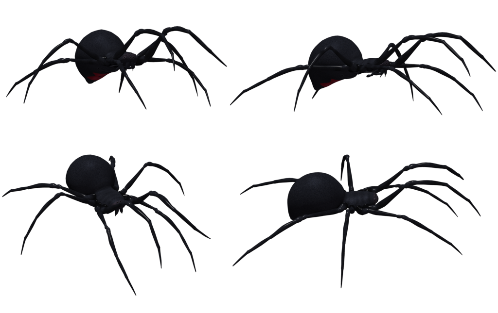 Black widow set by. Spider clipart invertebrate animal