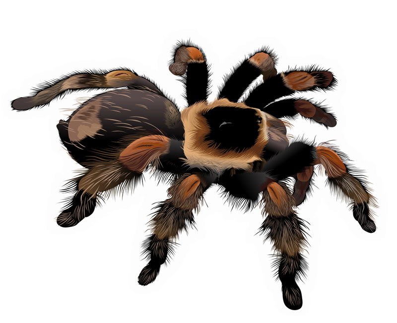 spider clipart kawaii