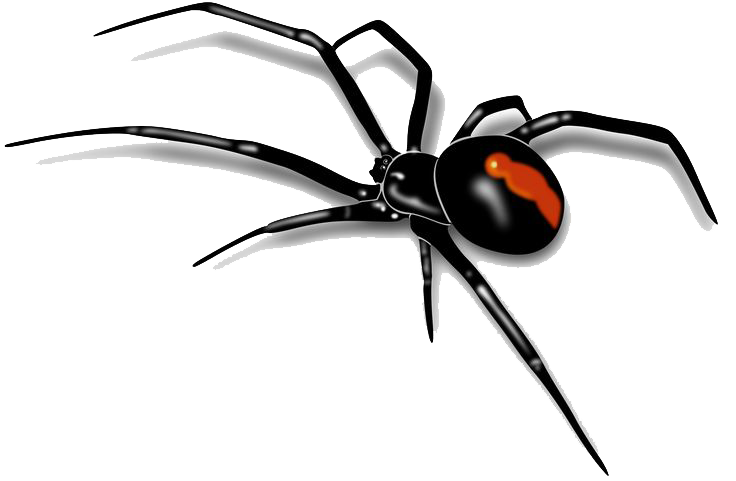 spiderweb clipart spider home