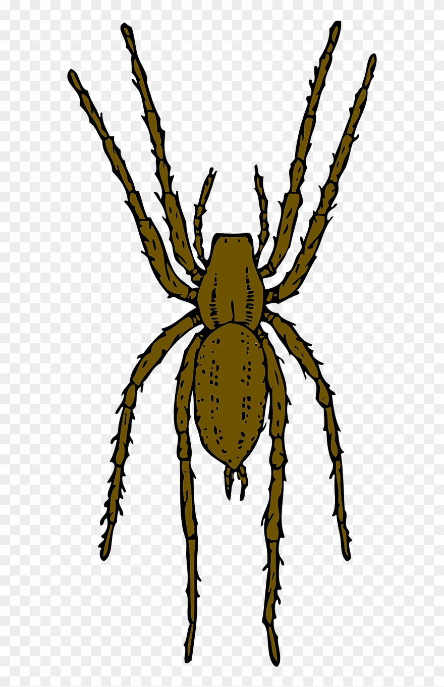 Spider clipart realistic, Spider realistic Transparent FREE for