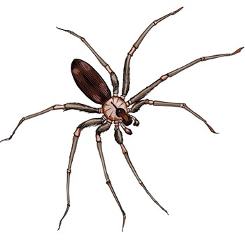 Spiders for personal commercial. Spider clipart realistic