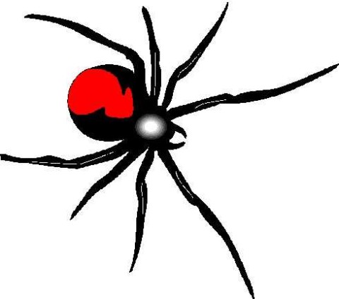 The redback bite are. Spider clipart red spider